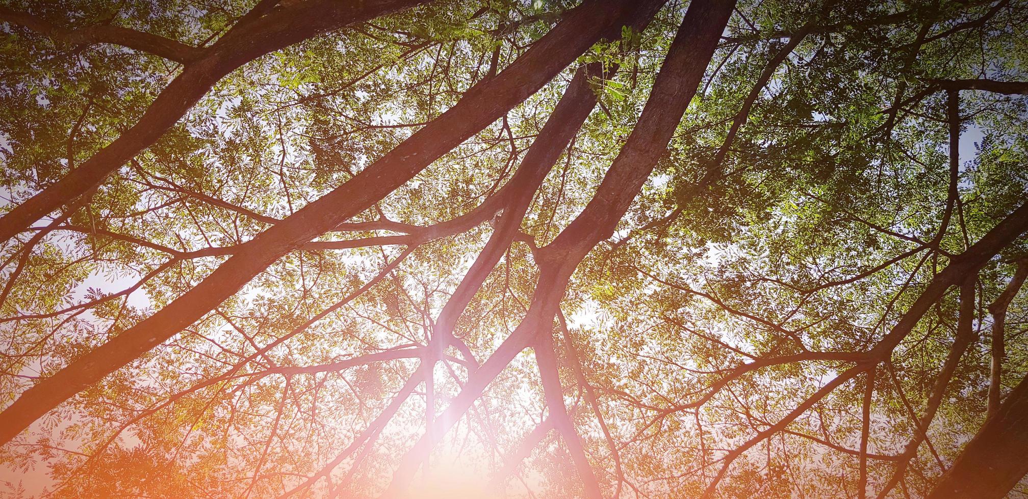 Beautiful big tree branch with green leaves and orange sunlight flare for background in morning day - Beauty of nature, plant growing and Natural Wallpaper concept photo