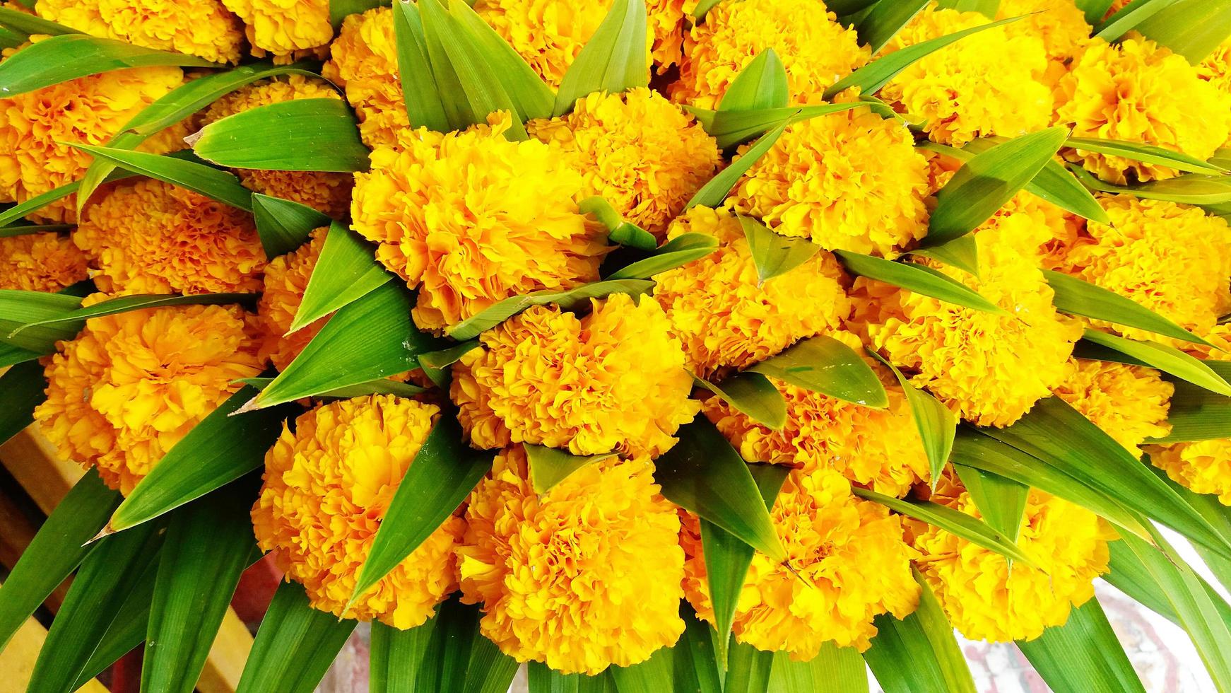 Colorful of many marigold flowers in garden. Beautiful yellow floral with leaves for background. photo