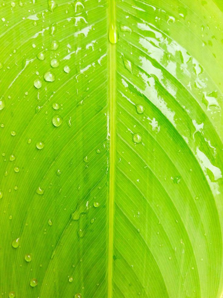 Raindrop on the banana leaf after raining day. Pattern of banana leaves and Texture of nature photo