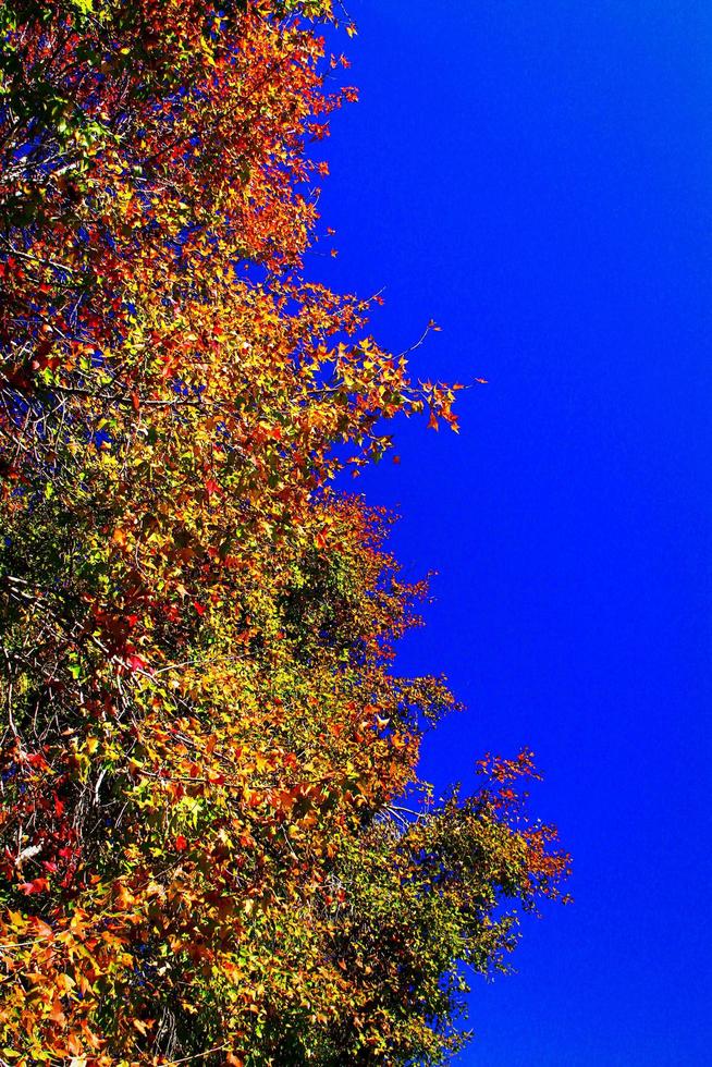 belleza multicolor de hojas de arce en el árbol de arce y fondo de cielo azul claro con espacio en blanco derecho. hermosa naturaleza naturales foto