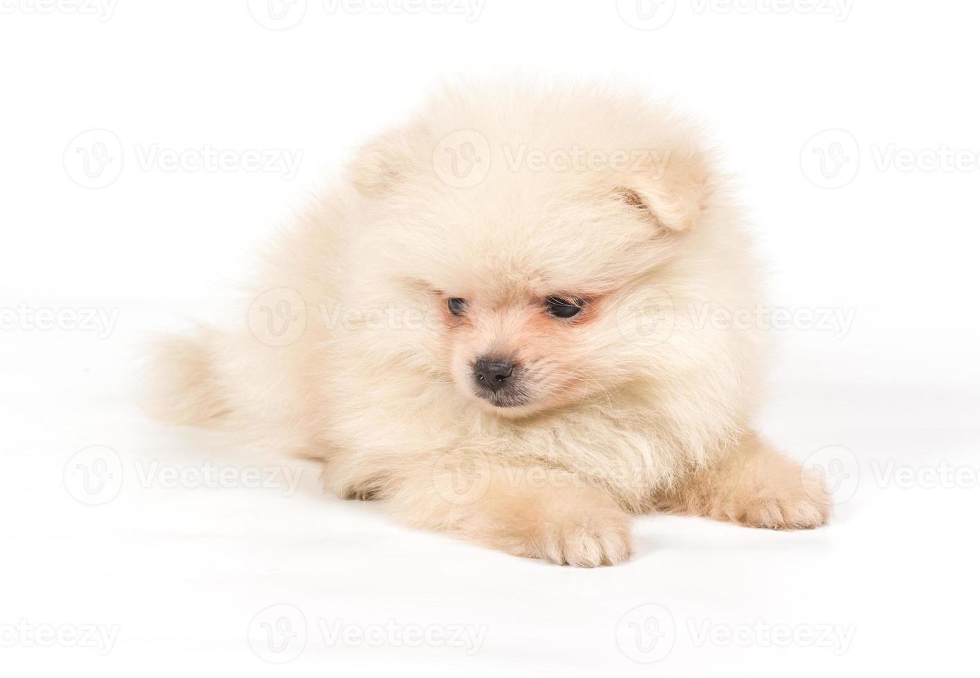 Pomeranian Spitz puppy on a white background photo