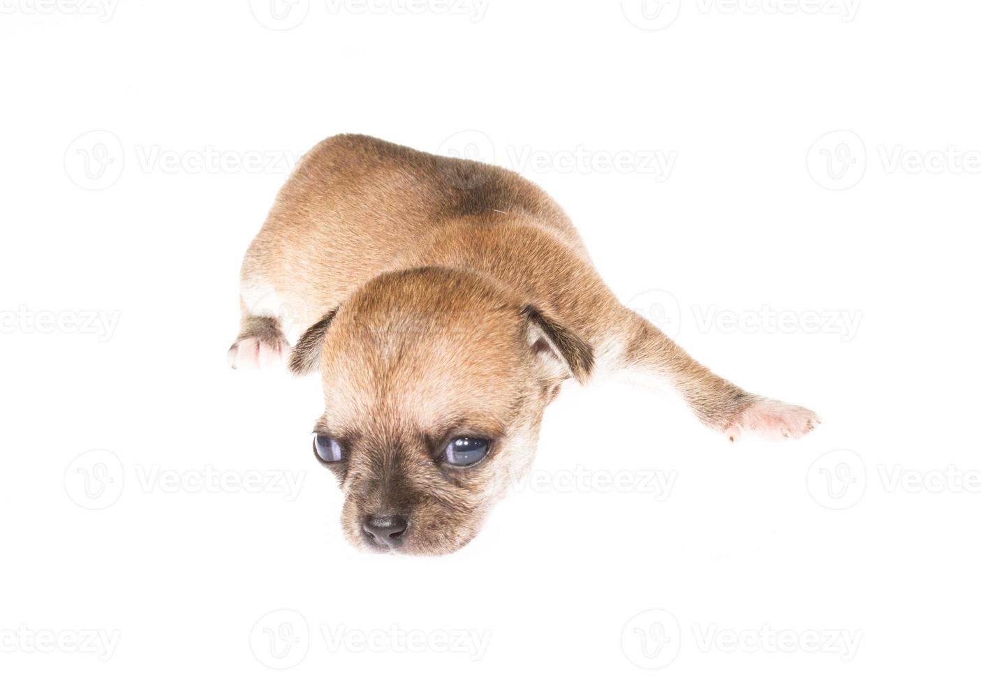 Funny puppy Chihuahua poses on a white background photo