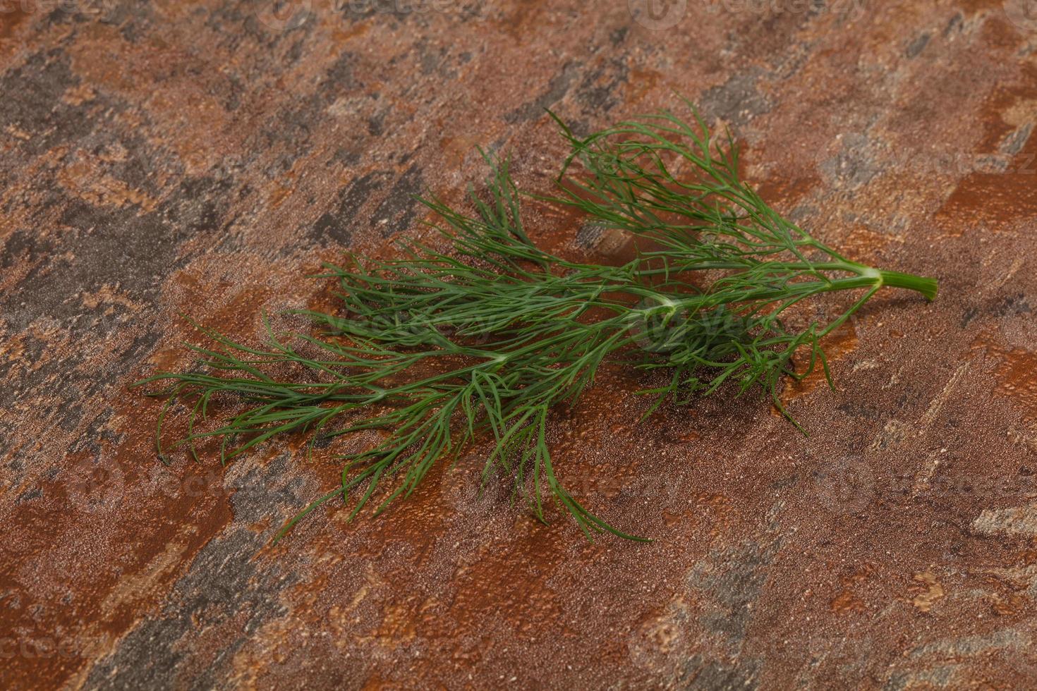 Fresh green dill herb branch photo