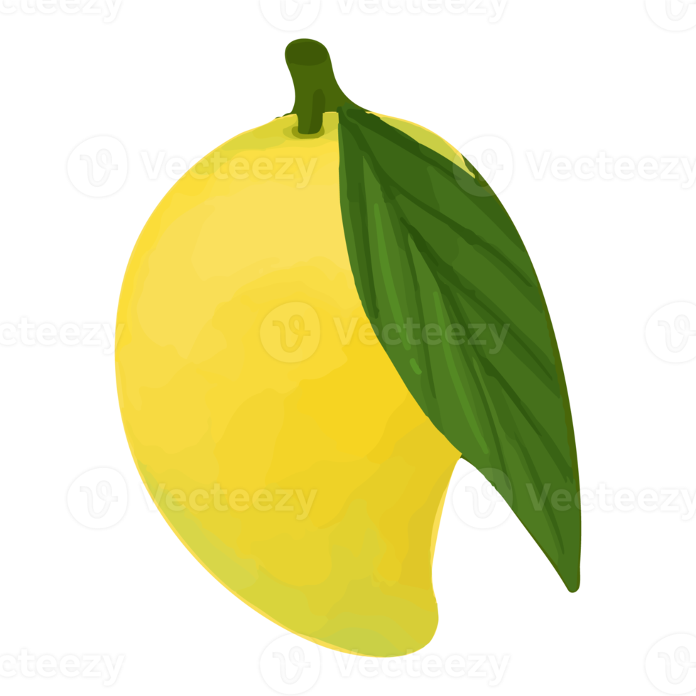 akvarell mango, handmålad frukt clipart png