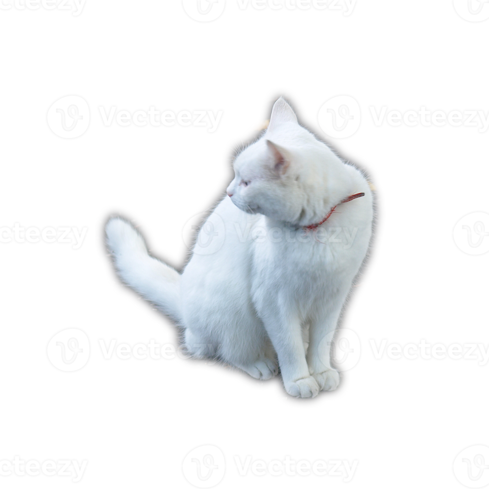 white cat transparent PNG