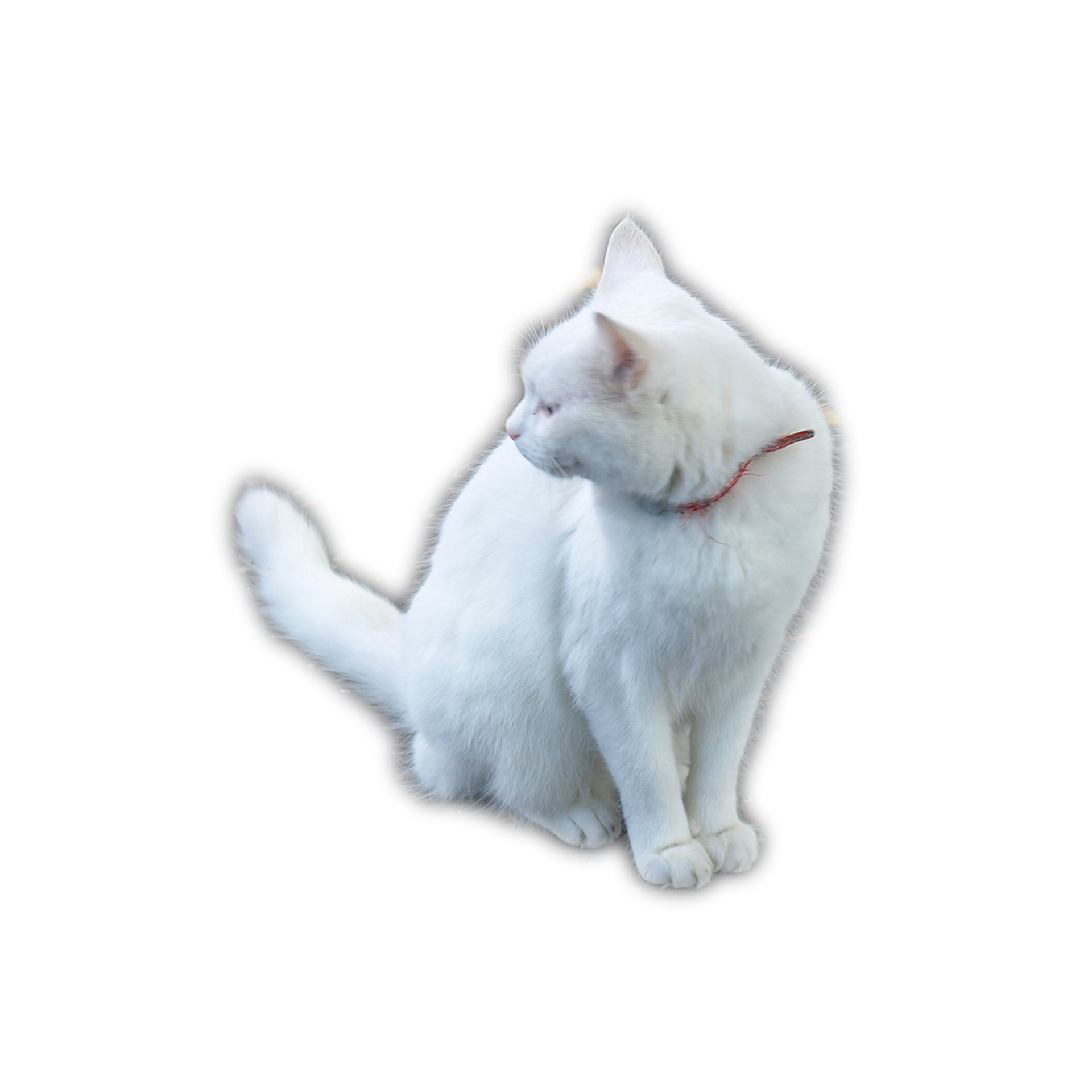 gato blanco png transparente 8530662 PNG
