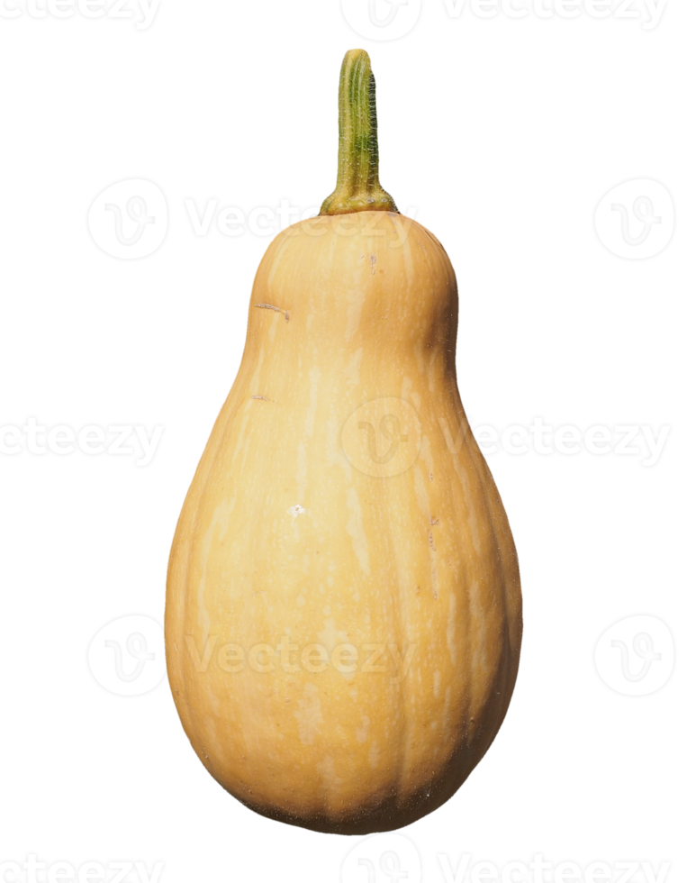 zucca trasparente png