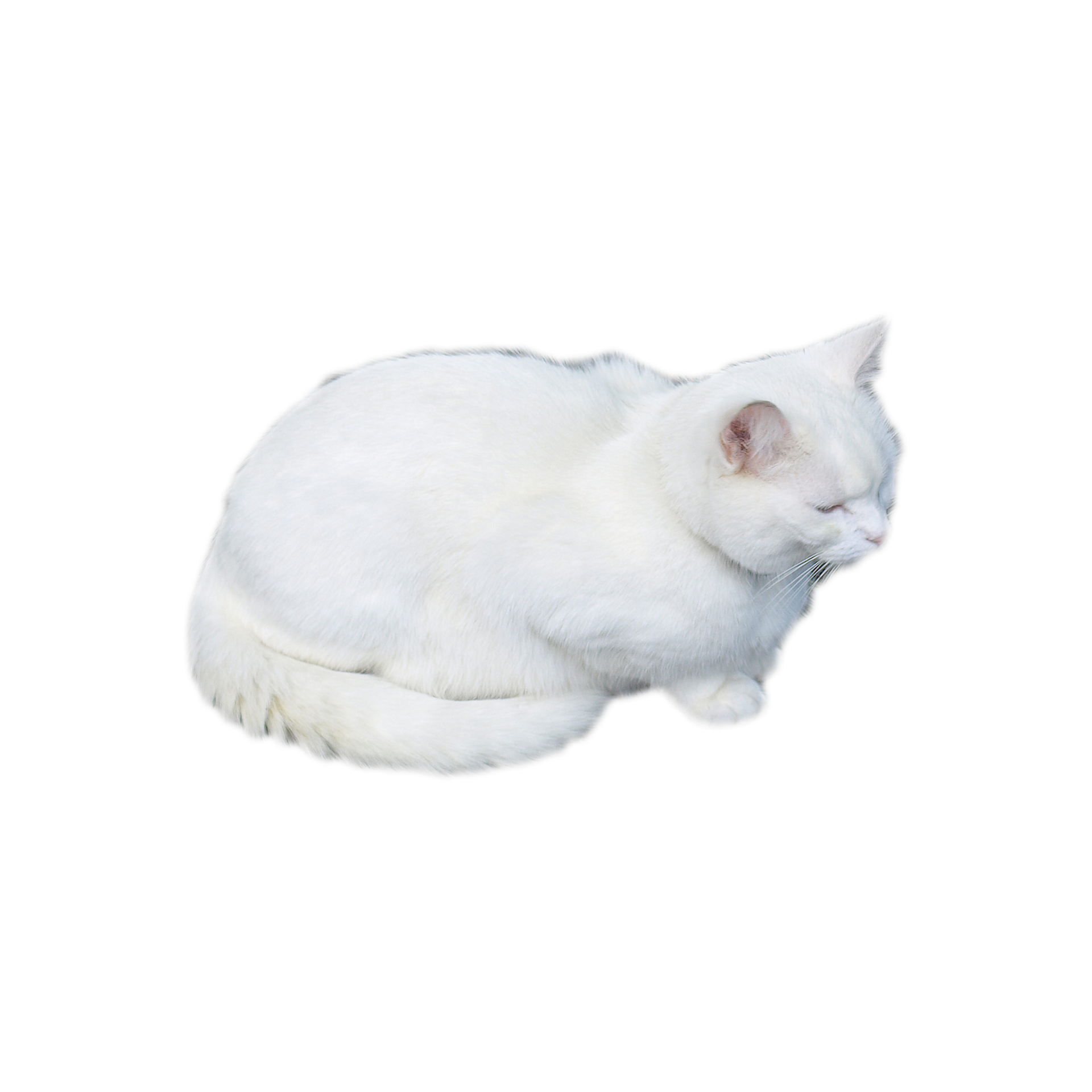 white cat transparent PNG 8530693 PNG