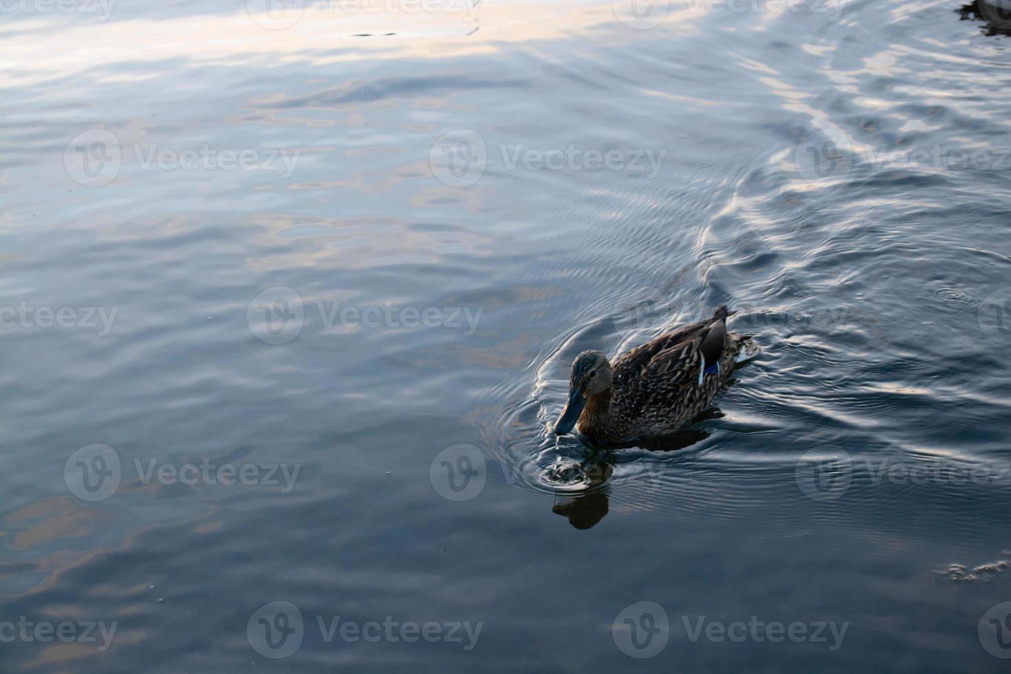 el pato salvaje nada en el lago al atardecer. foto