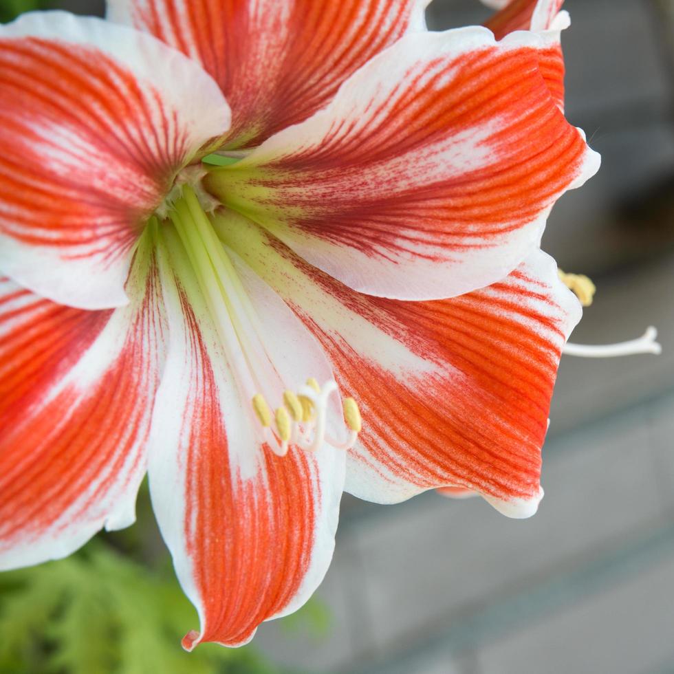 hermoso primer plano de un hippeastrum rojo y blanco también conocido como amarilis. foto