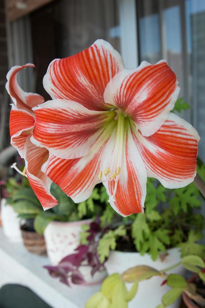 Vertical shot of a beautiful amaryllis in a pot. Beautiful red and white flowers. photo