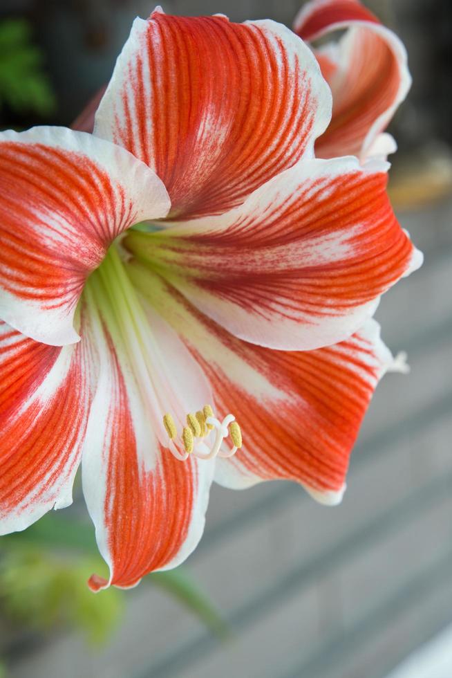 Vertical shot. Close up of a beautiful amaryllis. photo