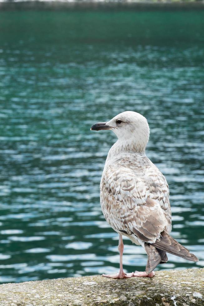 shor vertical de una gaviota mirando a su izquierda. Asturias foto