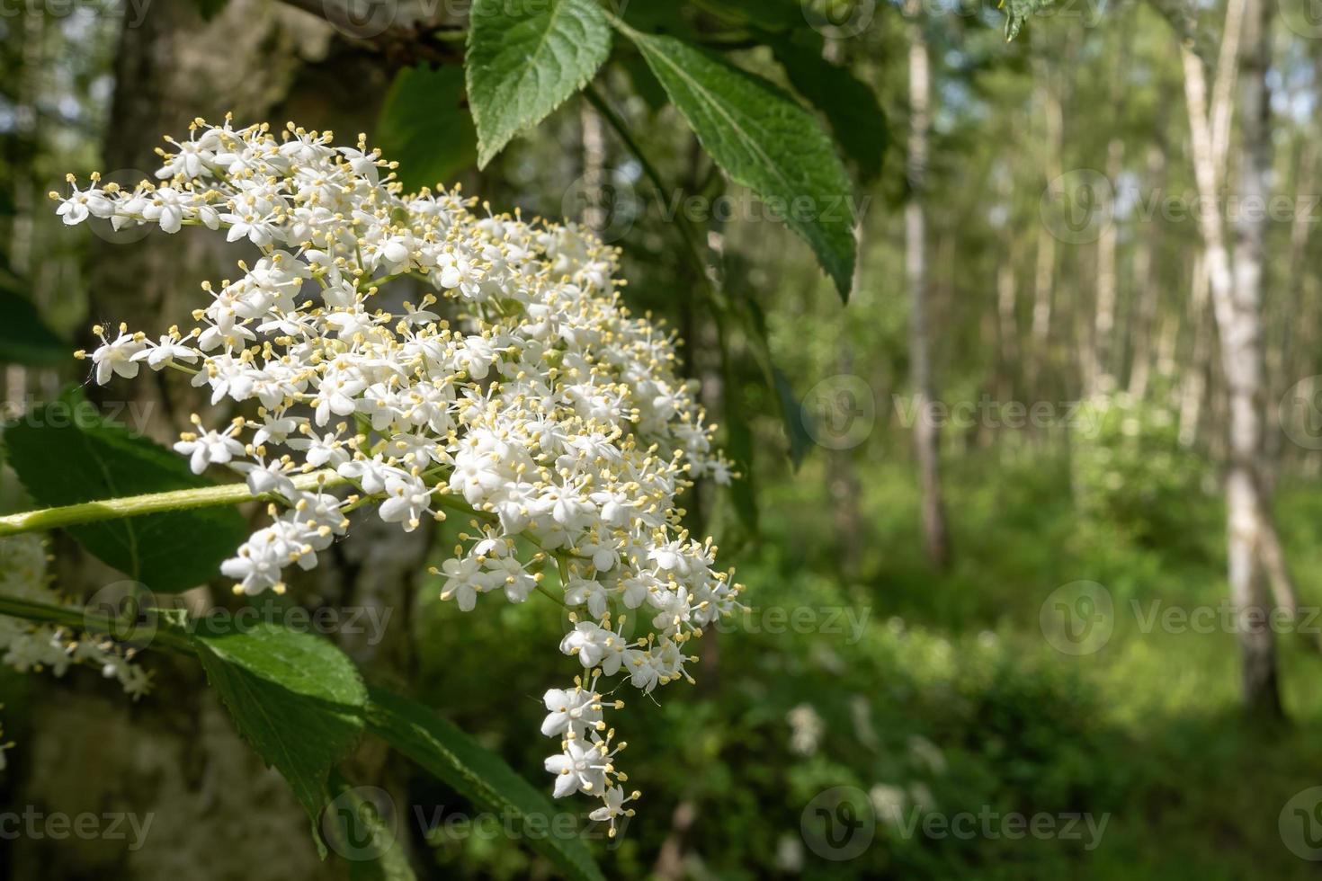 white flower of elder bush in early summer photo