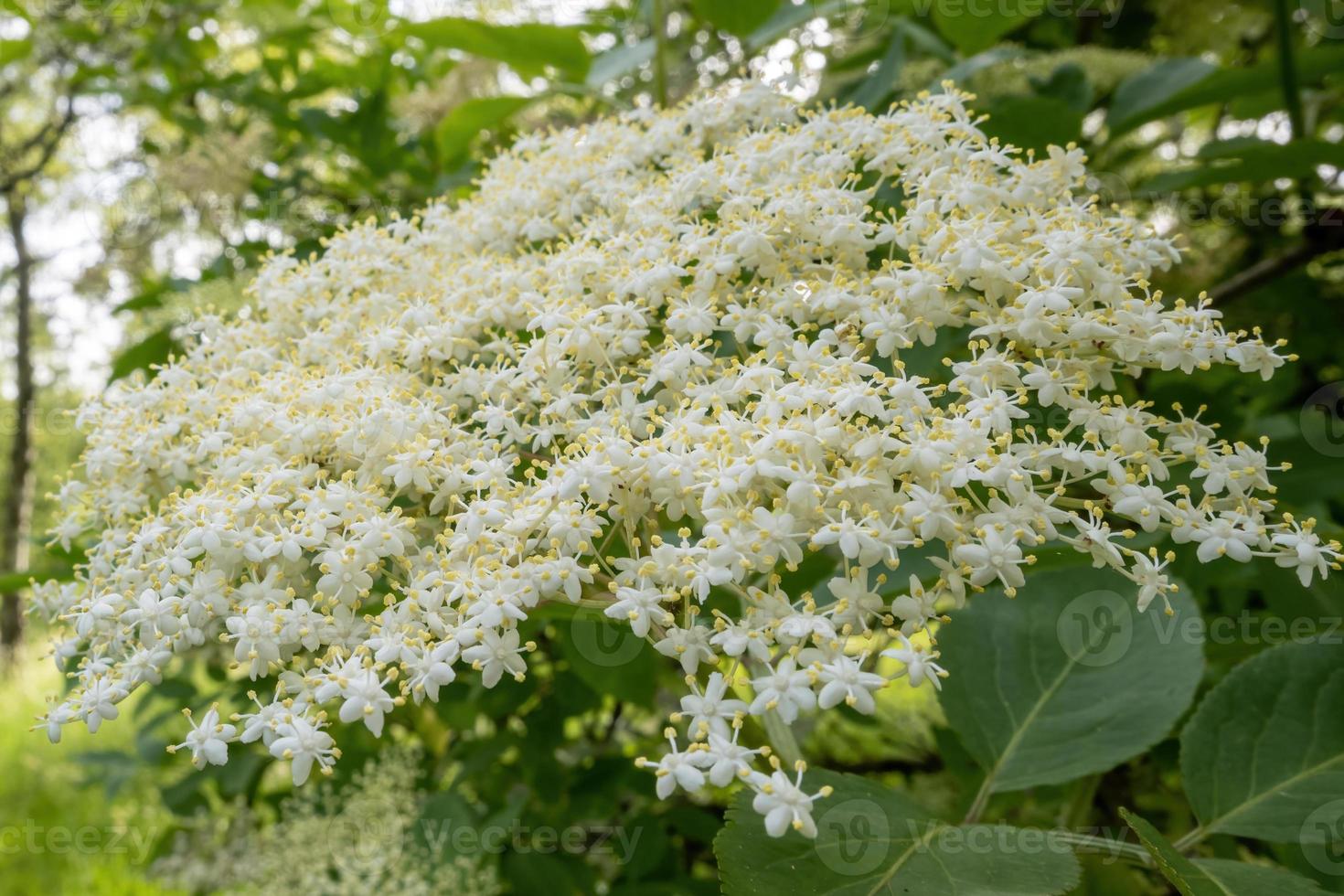 flor blanca de arbusto mayor a principios del verano foto