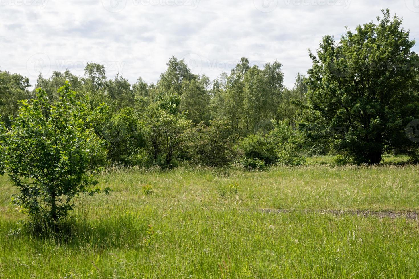 trees in green landscape photo