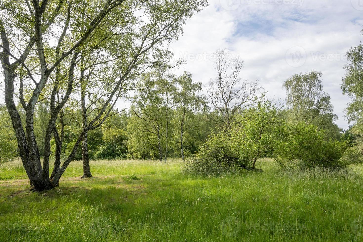 arboles en paisaje verde foto