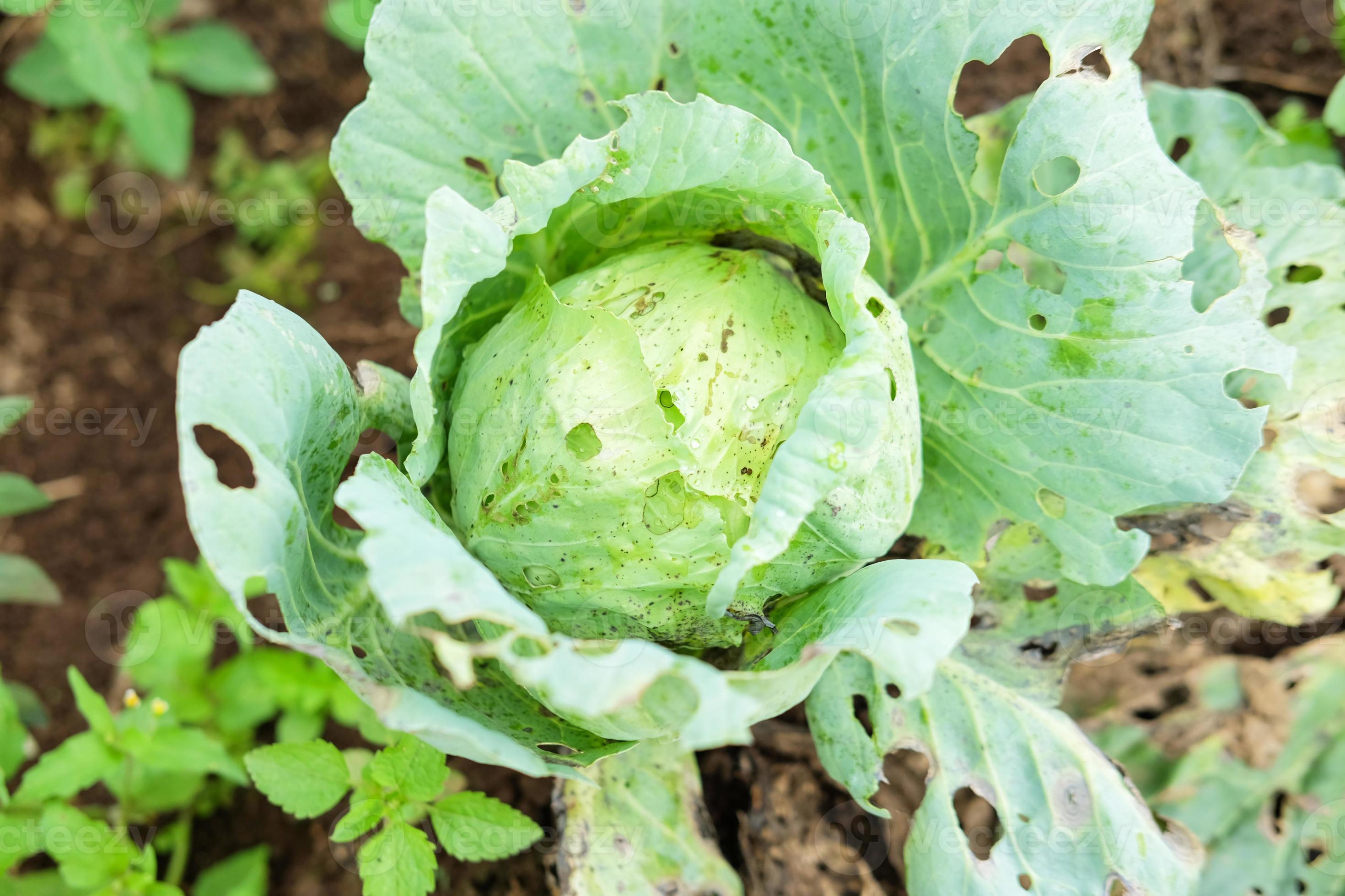 Cabbage ready to harvest in the garden 8531104 Stock Photo at Vecteezy