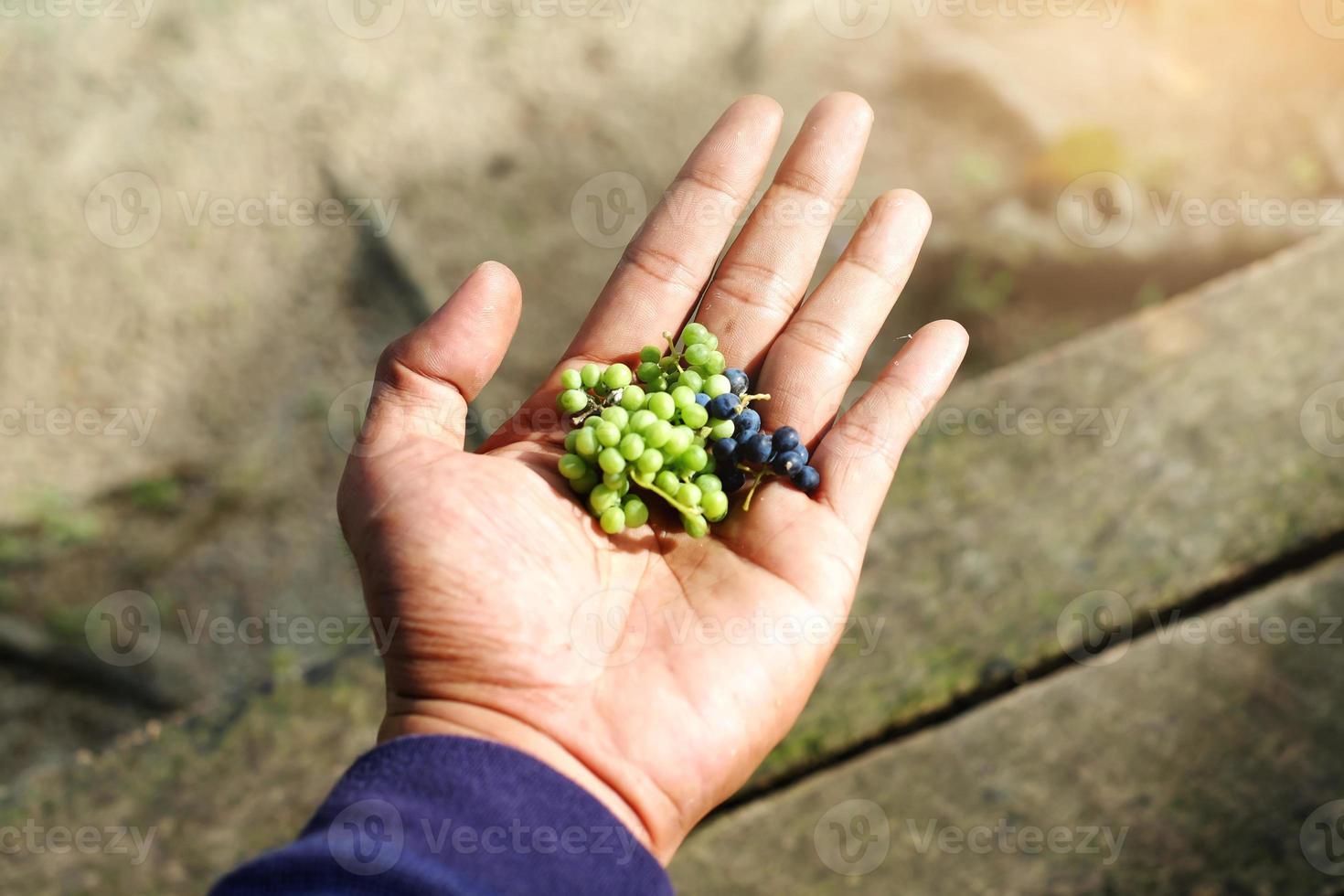 mano que sostiene la jalea de hierba foto