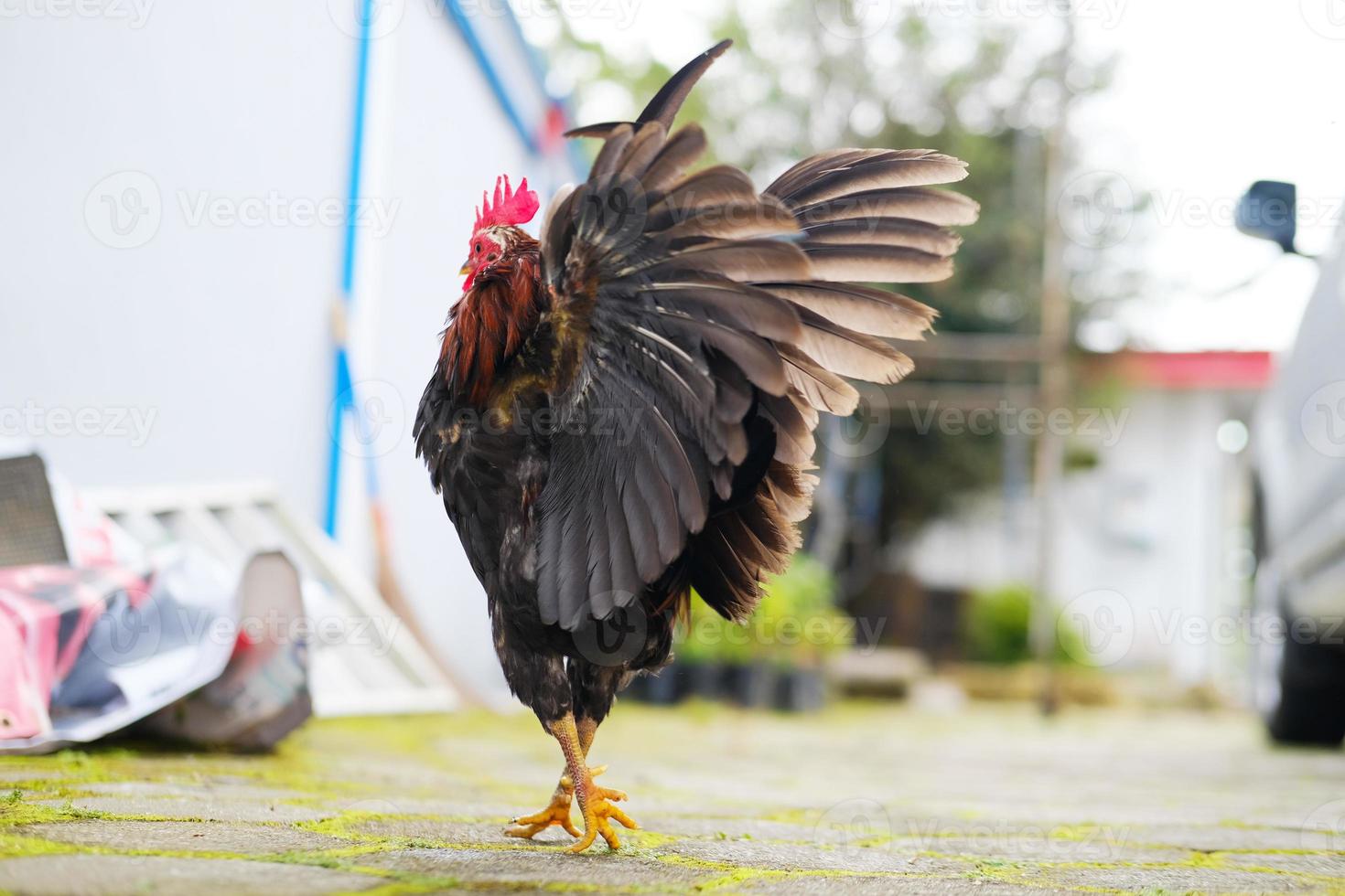 gallo decorativo en el patio foto