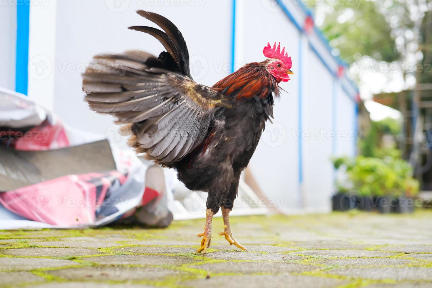 gallo decorativo en el patio foto