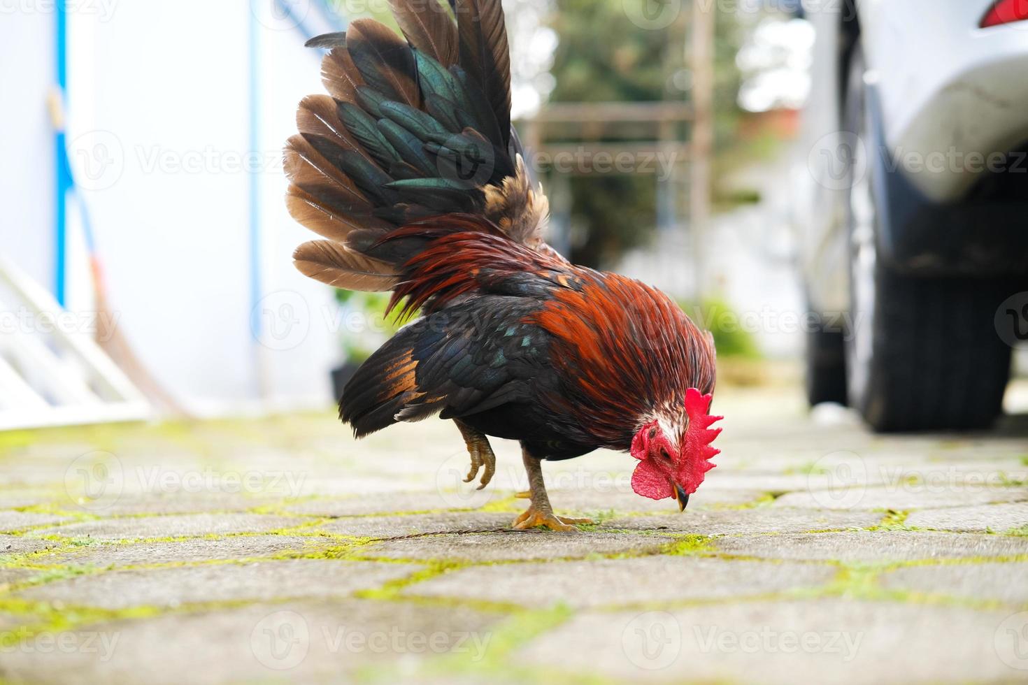 gallo decorativo en el patio foto