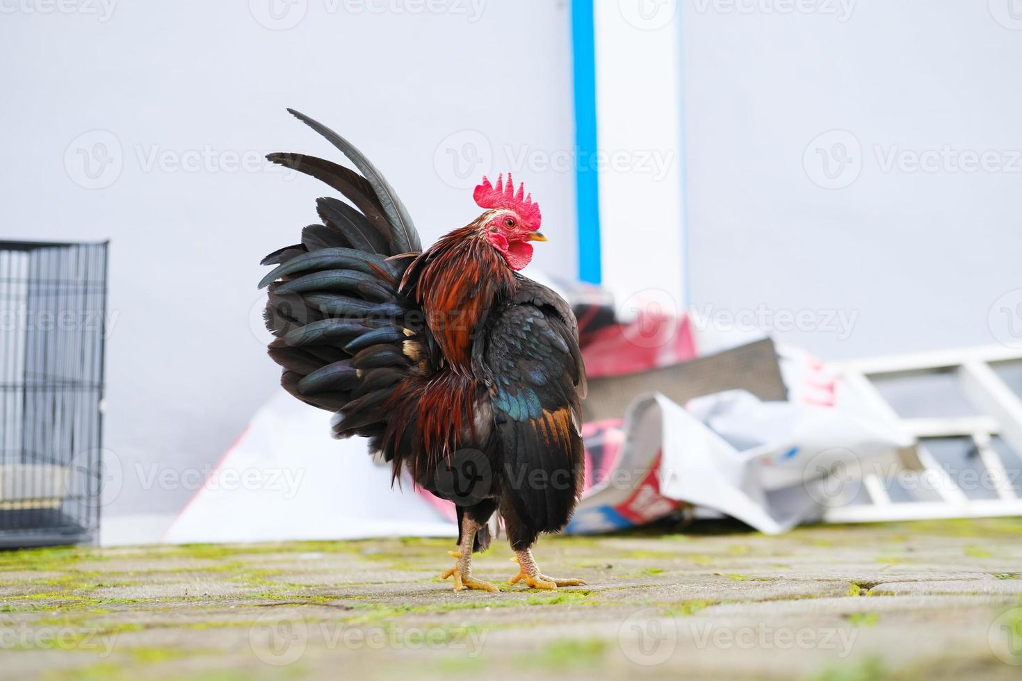 gallo decorativo en el patio foto