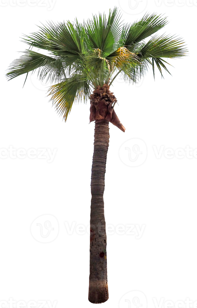 palm tree isolated transparent PNG