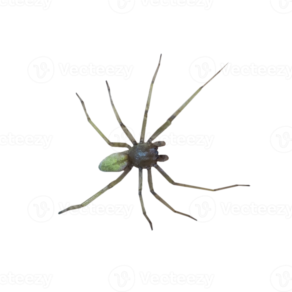 spider transparent PNG