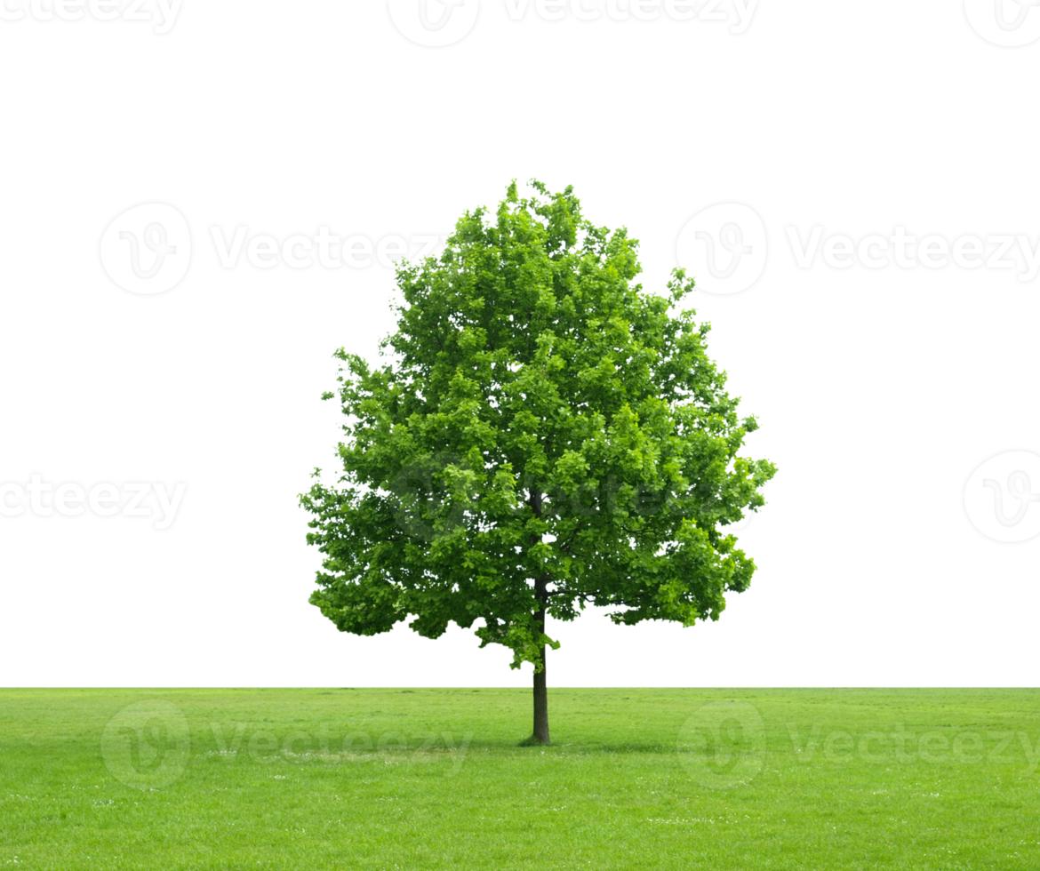 tree transparent PNG