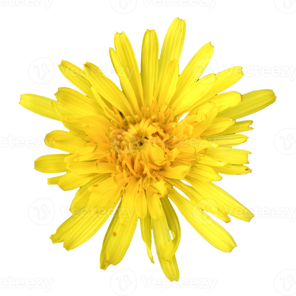 Chicory flower transparent PNG
