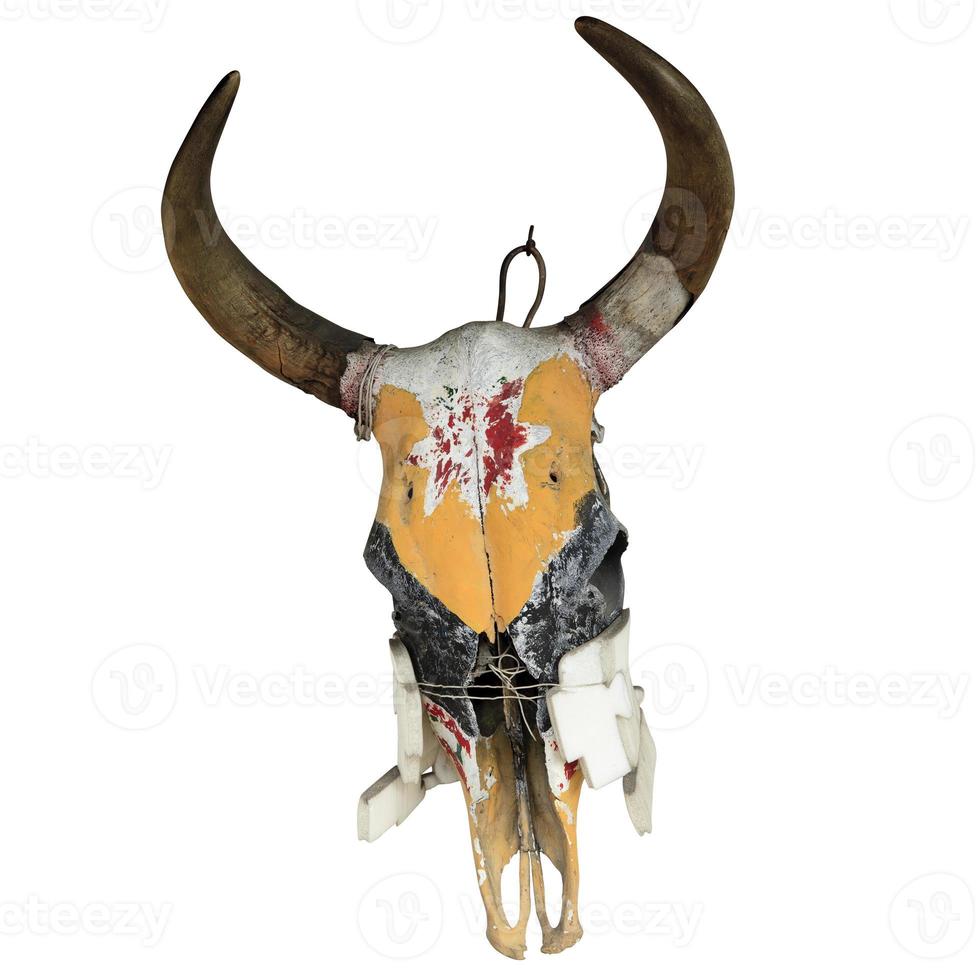 Bull Skull isolated photo