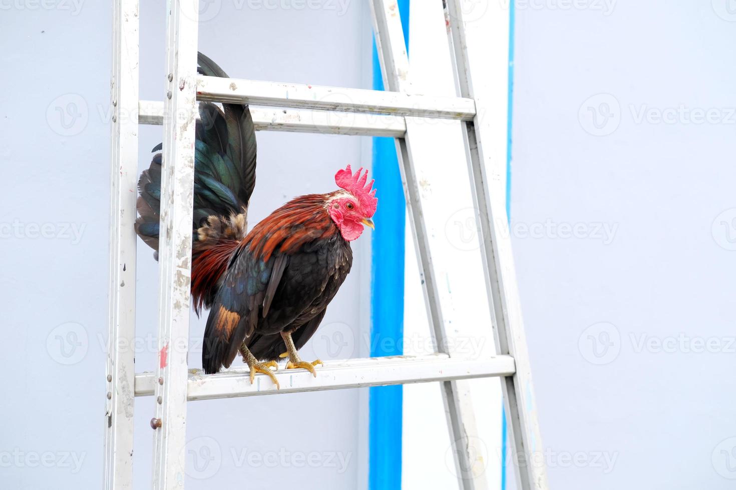 hermoso gallo decorativo foto