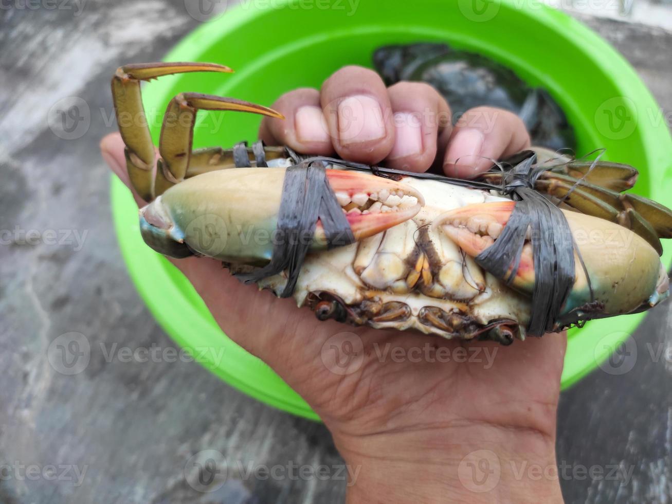 Details of sea crabs tied with live ropes photo