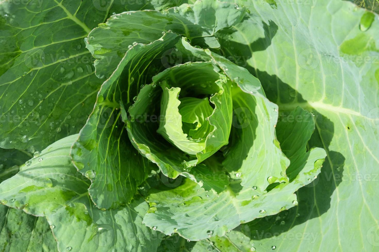 Cabbage ready to harvest in the garden photo