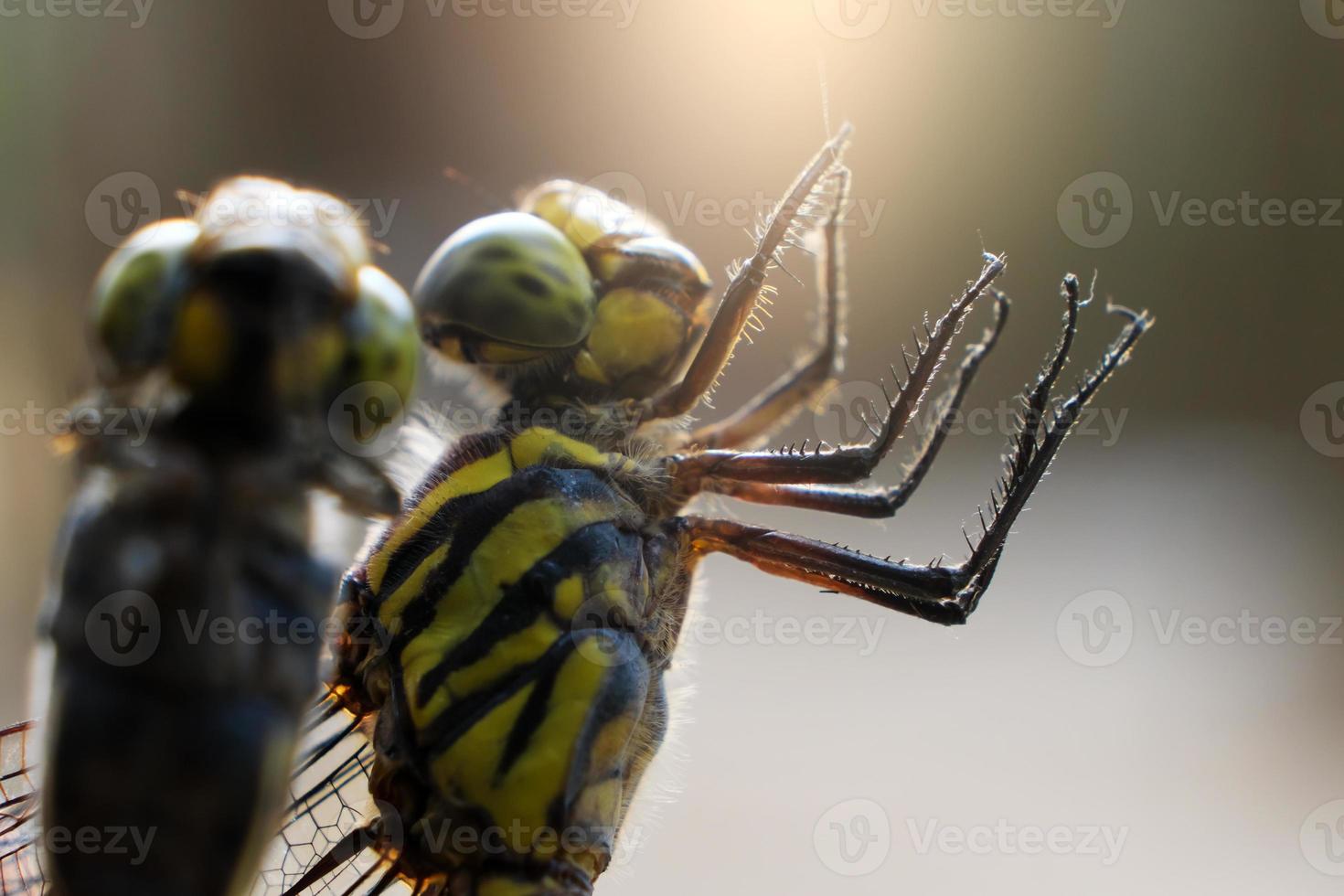 close up of a dragonfly photo