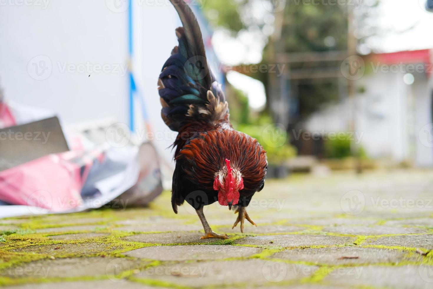 gallo decorativo en el patio foto