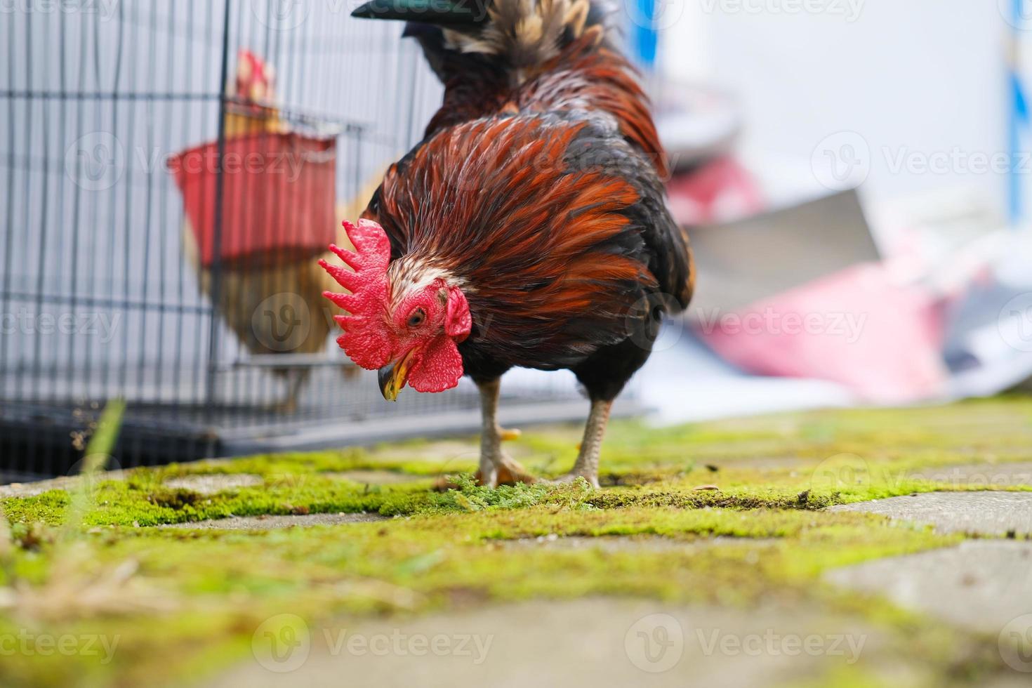 gallo decorativo en el patio foto