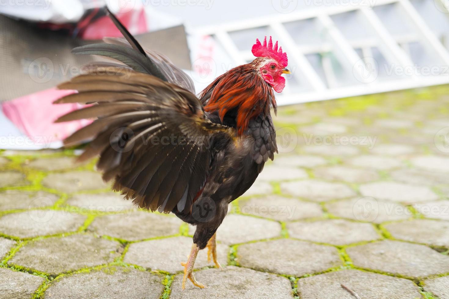 gallo decorativo en el patio foto