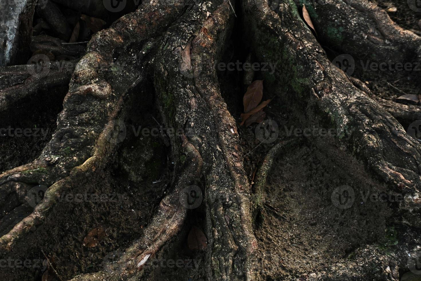 textura detallada de raíces de madera en el suelo foto
