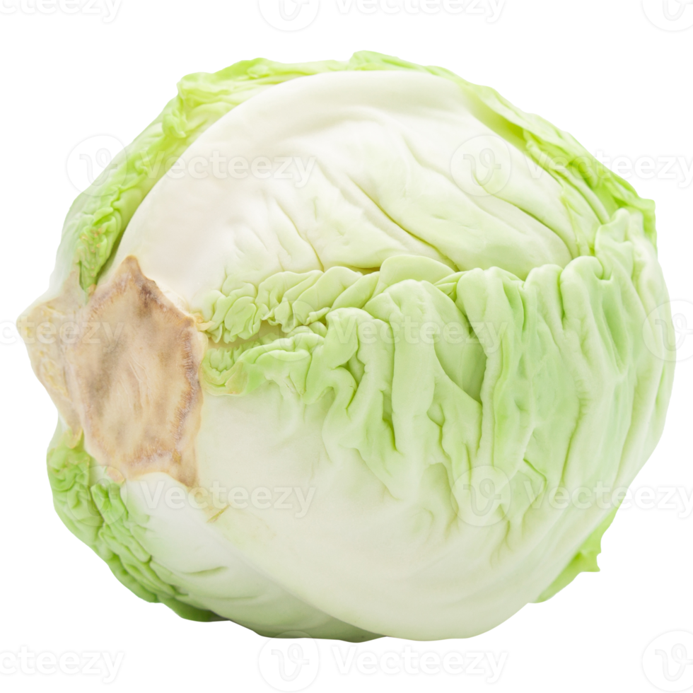 Cabbage cutout, Png file