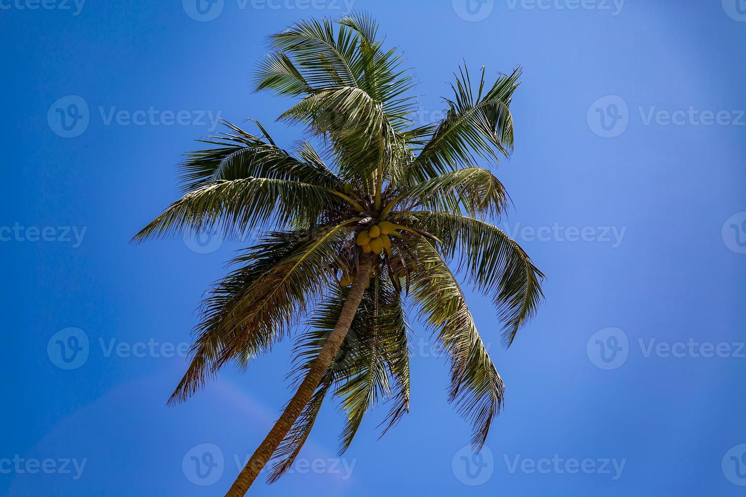 Palm tree under the blue sky photo
