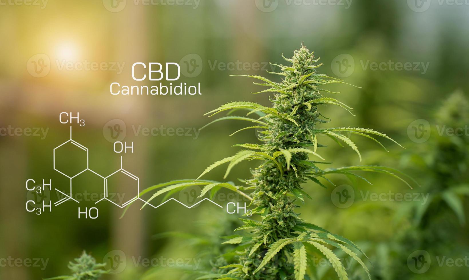 Macro a cannabis flower with the formula THC CBD CBN, CBD Chemical Formula. Concept of herbal alternative medicine, cbd oil, pharmaceutical industry. photo