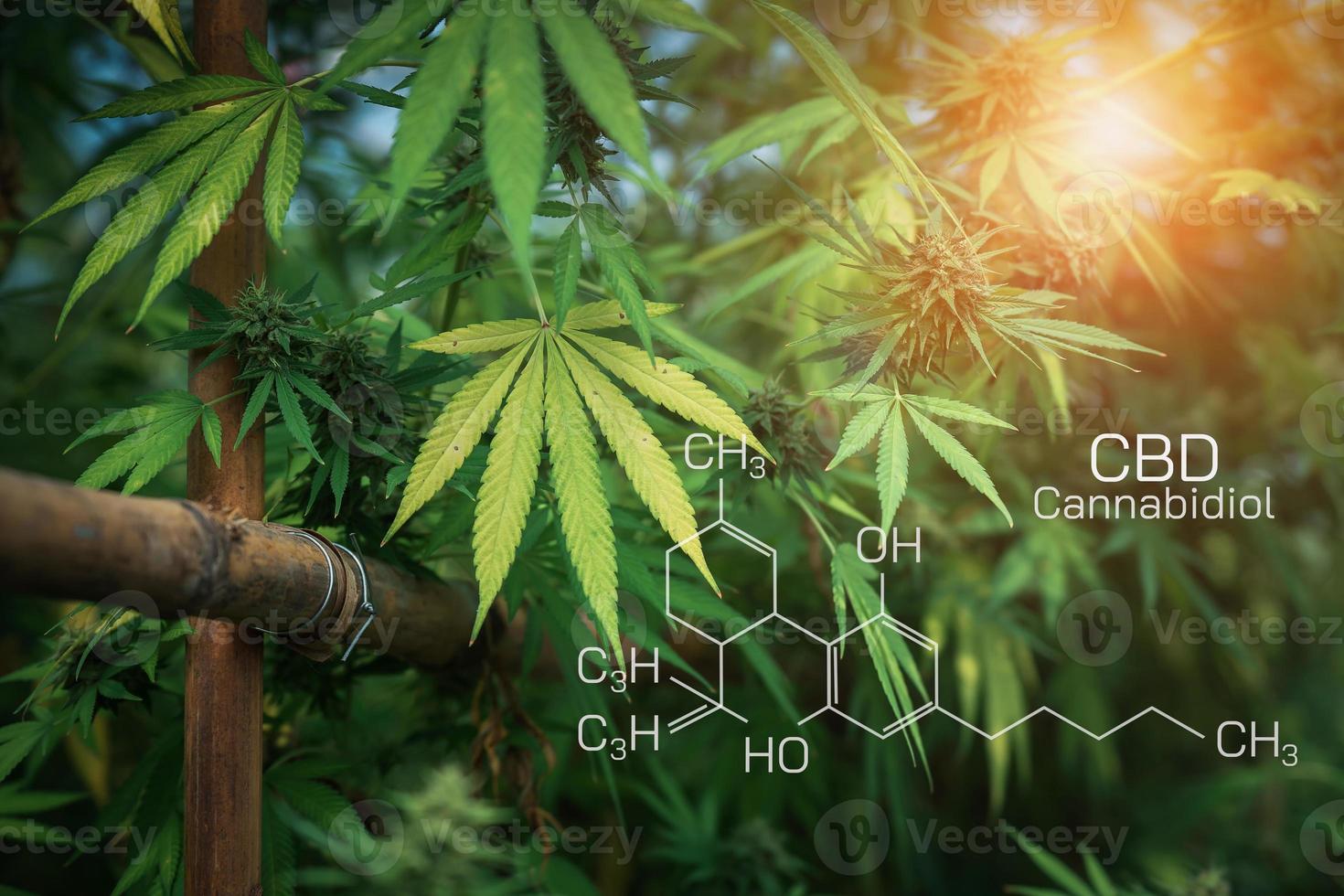 Medical herb concept. CBD Chemical Formula, Cannabidiol or CBD molecular structural chemical formula. photo