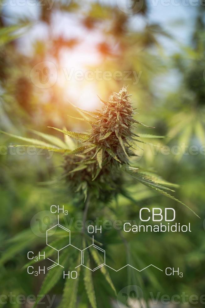 Macro a cannabis flower with the formula THC CBD CBN, CBD Chemical Formula. Concept of herbal alternative medicine, cbd oil, pharmaceutical industry. photo