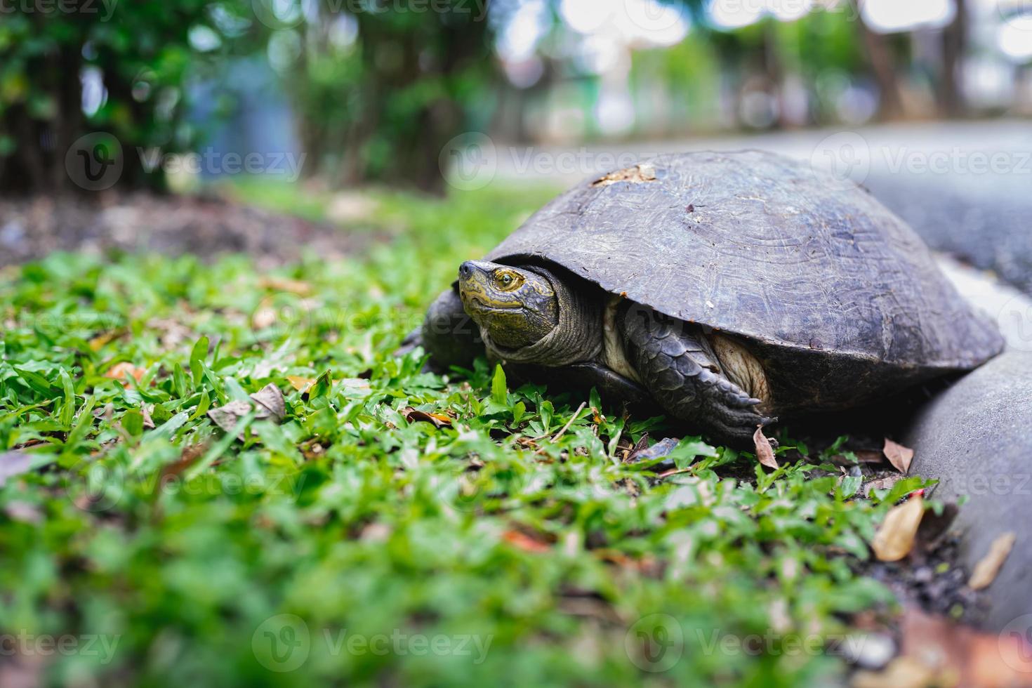 Big turtle with black and yellow face, black shell is walking on green lawn. Wild animals and nature. photo