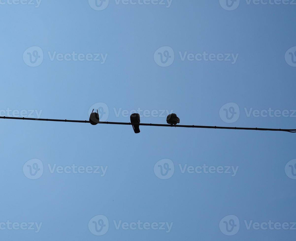bird on a wire photo