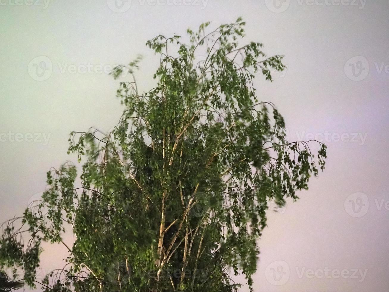 tree top in gales photo
