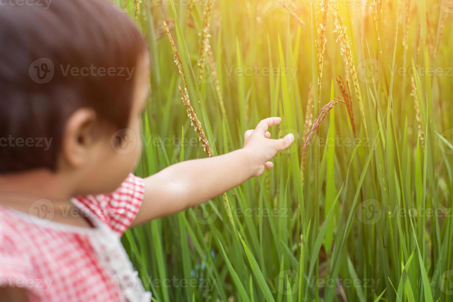 Closeup rice on hand up in paddy photo