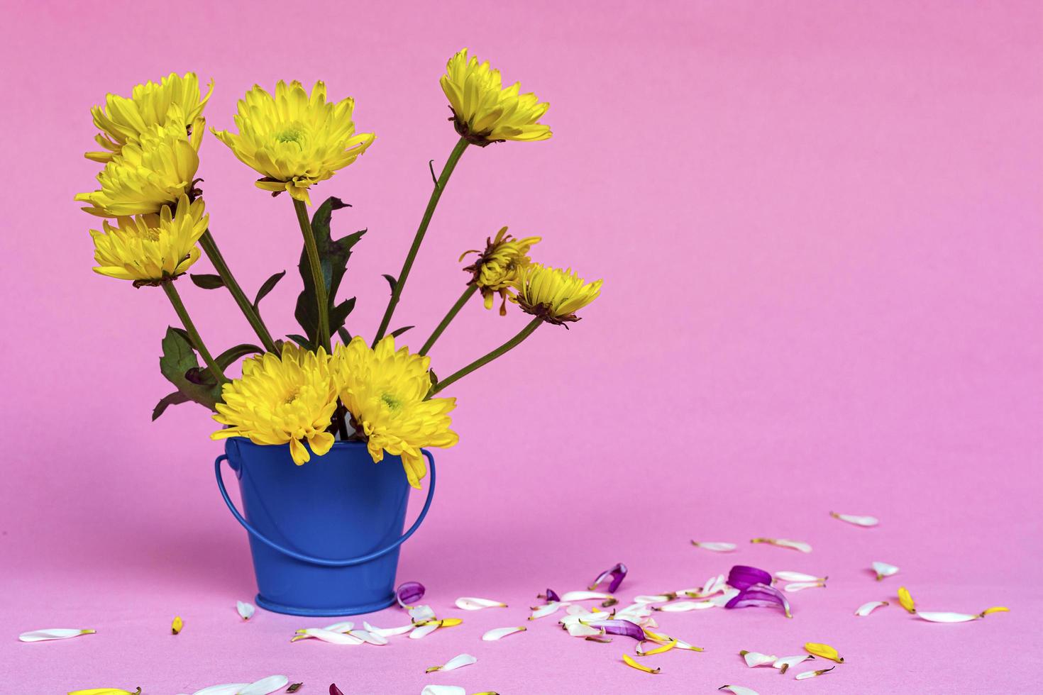 Yellow dahlia flower on pink background. Copy space. 8535250 Stock